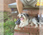 Small #1 Shih Tzu Mix