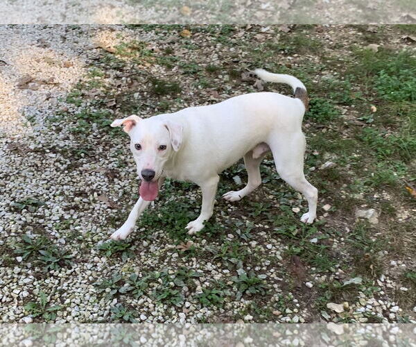 Medium Photo #2 Labrador Retriever-Unknown Mix Puppy For Sale in Harrison, AR, USA