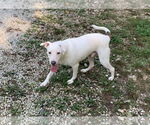 Small #1 Labrador Retriever Mix