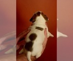 Small Photo #38 American Bulldog Puppy For Sale in MARYVILLE, MO, USA