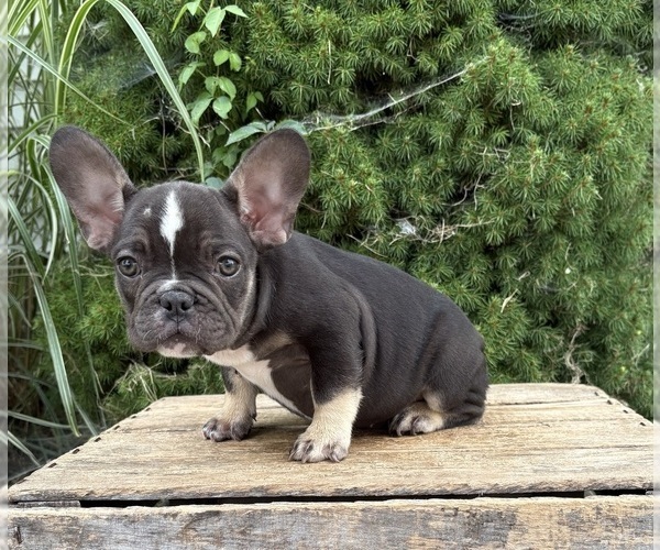 Medium Photo #2 French Bulldog Puppy For Sale in MIDDLEBURY, IN, USA