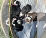 Small Photo #10 Boston Terrier Puppy For Sale in COTTONWOOD, CA, USA
