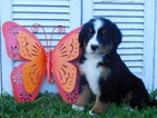 Small Photo #1 Bernese Mountain Dog Puppy For Sale in BALTIC, OH, USA