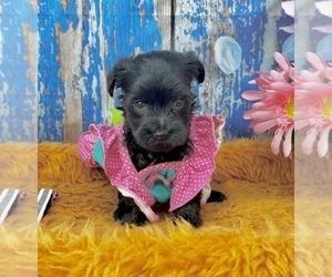 Rottweiler Puppy for sale in CASSVILLE, MO, USA