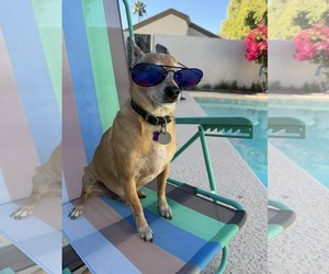 Coco - Male Chihuahua-Unknown Mix Dog for Adoption - Photo #2