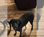 Small #1 Labrador Retriever Mix