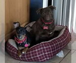 Small #6 Pug Mix