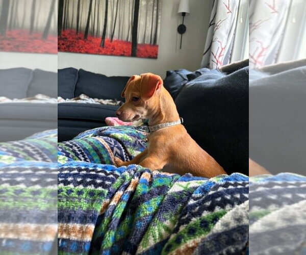 Medium Photo #3 Chiweenie Puppy For Sale in Springdale, PA, USA