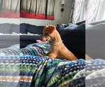 Small #2 Chiweenie