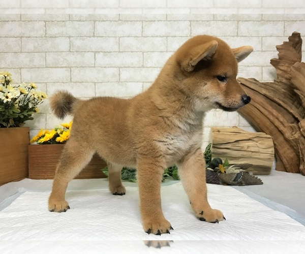 Medium Photo #8 Shiba Inu Puppy For Sale in MANHATTAN, NY, USA