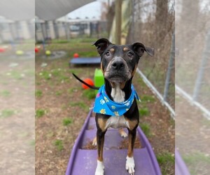 Duke - Male Boxador Dog for Adoption - Photo #7