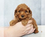 Puppy Poppy Poodle (Toy)