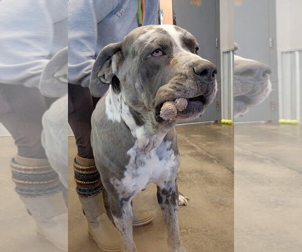 Medium Photo #3 Daniff Puppy For Sale in Alexander, AR, USA