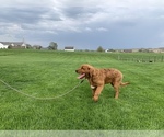 Small Photo #3 Golden Retriever Puppy For Sale in RITTMAN, OH, USA