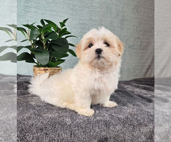 Medium Photo #4 Mal-Shi Puppy For Sale in INDIANAPOLIS, IN, USA