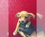 Small Chihuahua Mix
