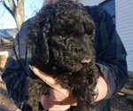 Small Photo #6 Labradoodle Puppy For Sale in VIENNA, IL, USA