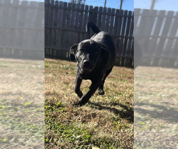 Medium Photo #2 Labrador Retriever-Unknown Mix Puppy For Sale in Aurora, IN, USA