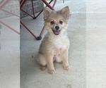 Small #4 Pomeranian