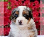 Small Aussiedoodle Miniature 