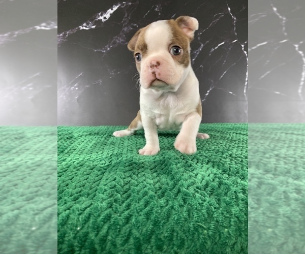 Medium Photo #11 Boston Terrier Puppy For Sale in TULARE, CA, USA