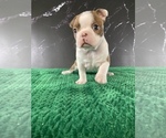 Small #10 Boston Terrier