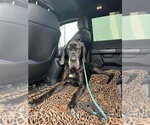 Small #6 Great Dane