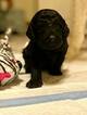 Small Photo #16 Goldendoodle Puppy For Sale in FREDERICKSBURG, VA, USA