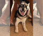 Small #1 Siberian Husky Mix
