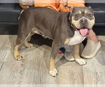 Small #2 Bulldog Mix