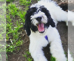 Small Photo #10 Miniature Bernedoodle Puppy For Sale in SAINT LOUIS, MO, USA