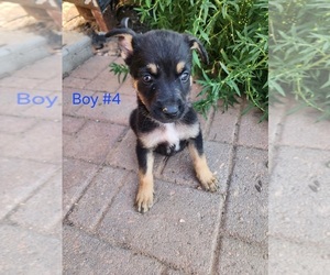 Border Collie-Texas Heeler Mix Puppy for sale in BELEN, NM, USA
