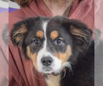 Small #5 Australian Terrier-Collie Mix