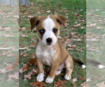 Small Australian Shepherd Mix
