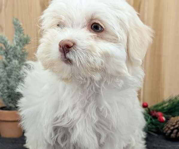 Medium Photo #3 Havanese Puppy For Sale in GOSHEN, IN, USA