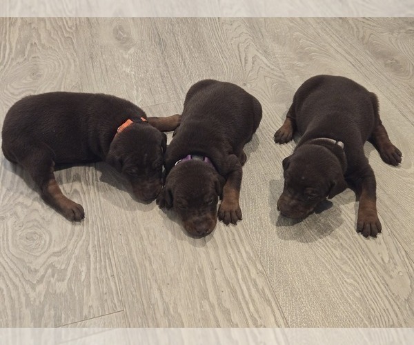 Medium Photo #3 Doberman Pinscher Puppy For Sale in MONROE, NC, USA