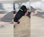 Small #1 Doberman Pinscher