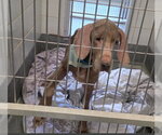 Small Photo #2 Great Dane-Labrador Retriever Mix Puppy For Sale in Bullard, TX, USA