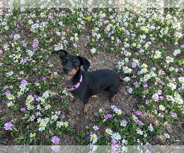 Medium Photo #2 Dachshund-Unknown Mix Puppy For Sale in Phoenix, AZ, USA