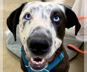 Catahoula Leopard Dog-Great Dane Mix Dogs for adoption in Alexander, AR, USA