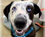 Small Catahoula Leopard Dog-Great Dane Mix
