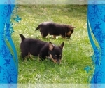 Small Photo #53 Pembroke Welsh Corgi-Scottish Terrier Mix Puppy For Sale in GREELEY, CO, USA
