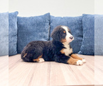 Small #2 Bernese Mountain Dog