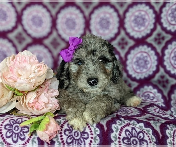 Medium Photo #6 Aussiedoodle Miniature  Puppy For Sale in OXFORD, PA, USA