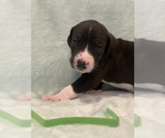 Puppy Light Green Great Dane