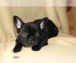 Small Photo #2 French Bulldog Puppy For Sale in SHORT HILLS, NJ, USA