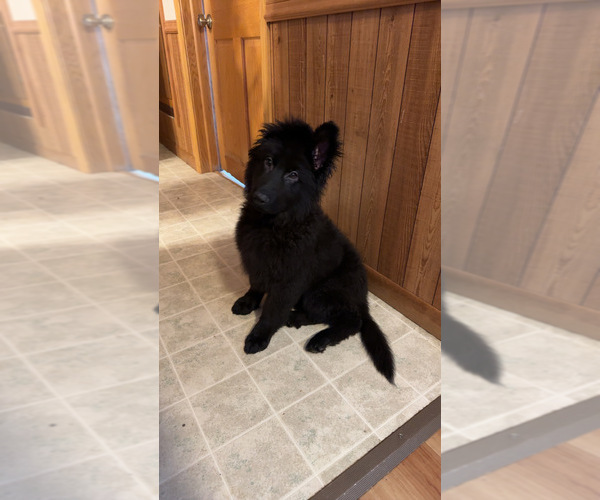 Medium Photo #3 German Shepherd Dog Puppy For Sale in CORNELL, MI, USA