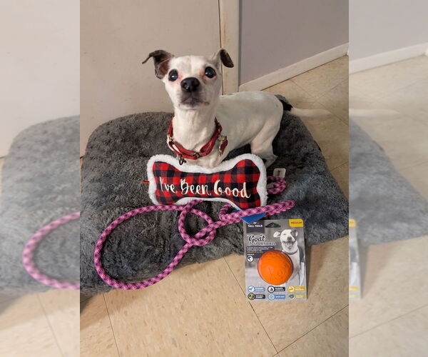 Medium Photo #37 Jack Chi Puppy For Sale in Caldwell, NJ, USA