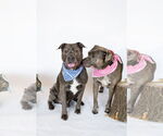 Small #6 American Pit Bull Terrier