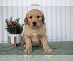 Puppy 4 Goldendoodle